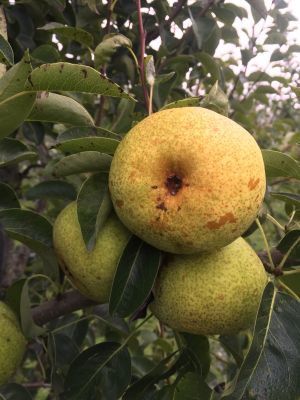 Birnenbaum, Herbstbirne "Gelbe Grieselbirne" - robuste Birnensorte!